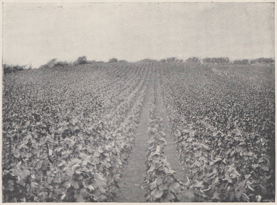 Black and white photo of vineyard