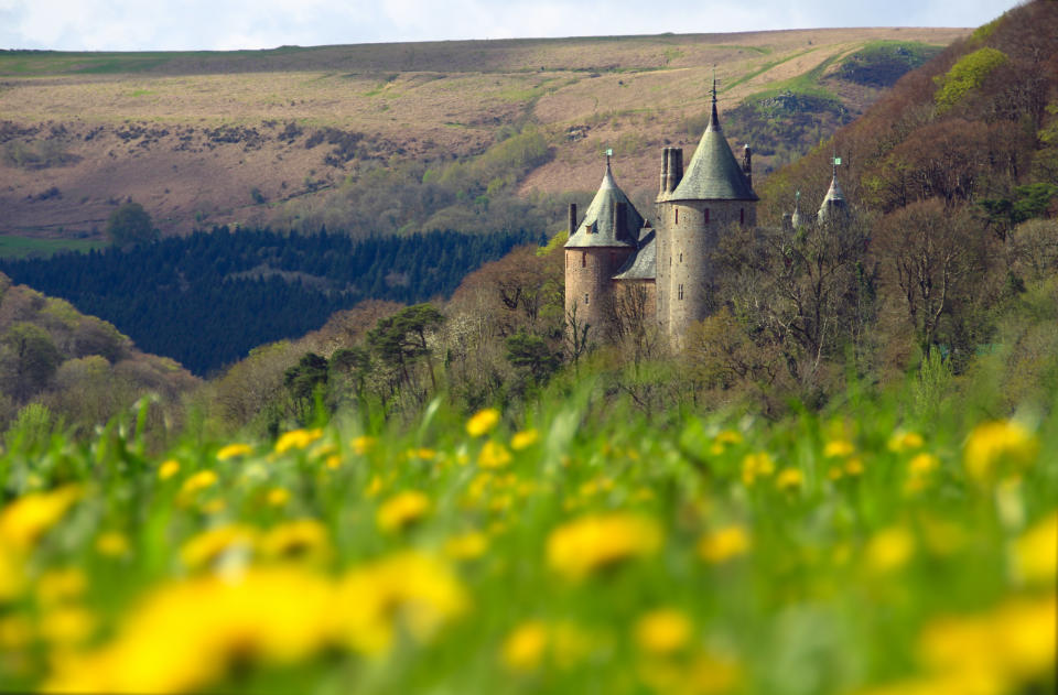 Castell Coch with a field of dandelions in the foreground.